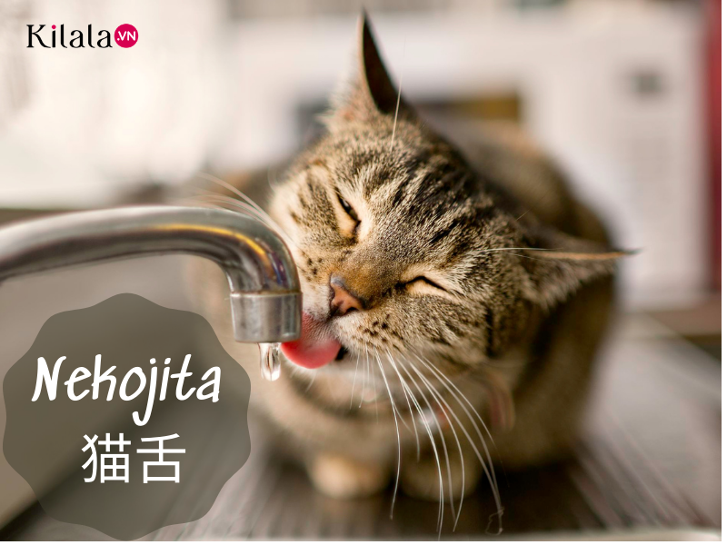 nekojita nekojita
